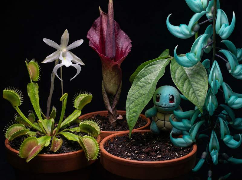 91植物视频-91植物视频：全球稀有植物视频大赏